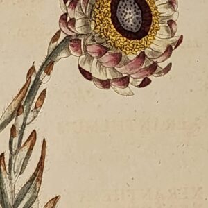 A rare collection of 18th - 19th century floral hand coloured copper engravings.