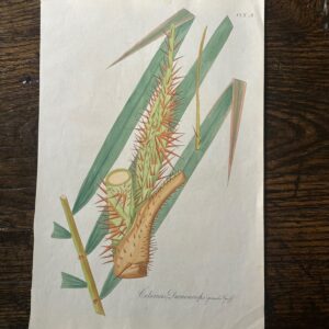 Unusual late 19th century lithographs dedicated to the palm family.