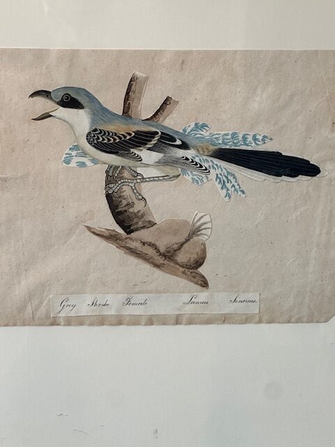 I still have over 100 framed paintings, hand painted copper engravings, botanicals, architectural, natural history in my storeroom - Image 12