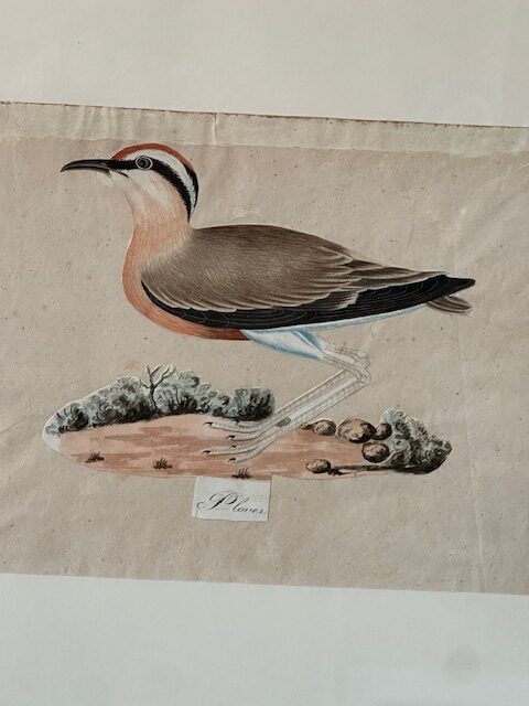 I still have over 100 framed paintings, hand painted copper engravings, botanicals, architectural, natural history in my storeroom - Image 10