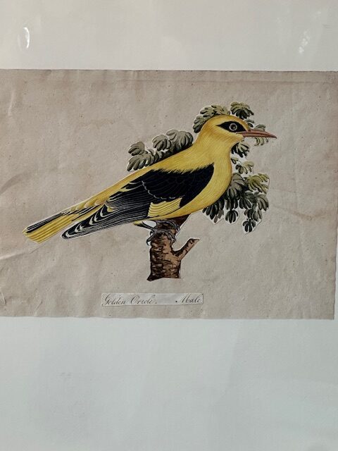 I still have over 100 framed paintings, hand painted copper engravings, botanicals, architectural, natural history in my storeroom - Image 6