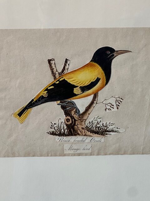 I still have over 100 framed paintings, hand painted copper engravings, botanicals, architectural, natural history in my storeroom - Image 5