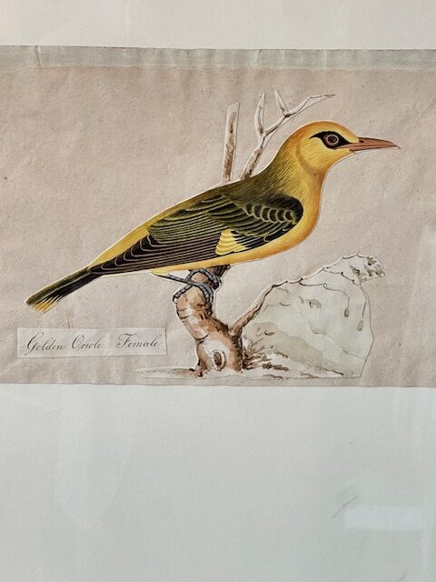 I still have over 100 framed paintings, hand painted copper engravings, botanicals, architectural, natural history in my storeroom - Image 4