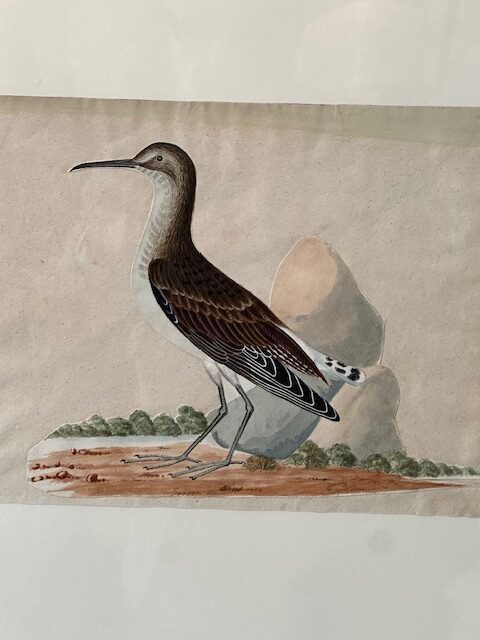 I still have over 100 framed paintings, hand painted copper engravings, botanicals, architectural, natural history in my storeroom - Image 7