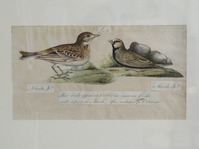 I still have over 100 framed paintings, hand painted copper engravings, botanicals, architectural, natural history in my storeroom - Image 13