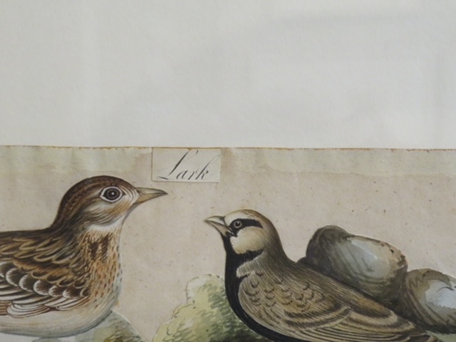 I still have over 100 framed paintings, hand painted copper engravings, botanicals, architectural, natural history in my storeroom - Image 14