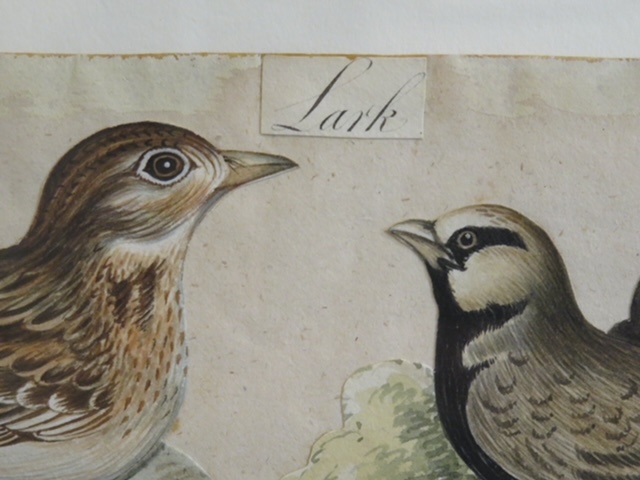 I still have over 100 framed paintings, hand painted copper engravings, botanicals, architectural, natural history in my storeroom - Image 15