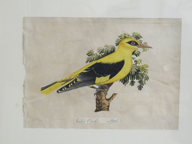 I still have over 100 framed paintings, hand painted copper engravings, botanicals, architectural, natural history in my storeroom - Image 16