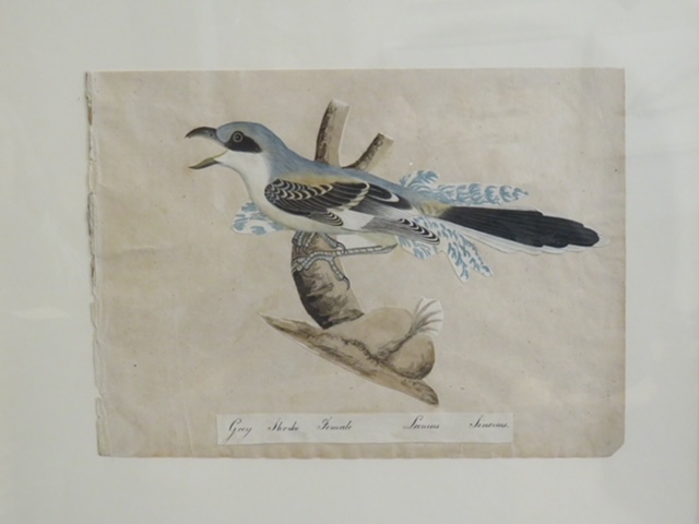 I still have over 100 framed paintings, hand painted copper engravings, botanicals, architectural, natural history in my storeroom - Image 20