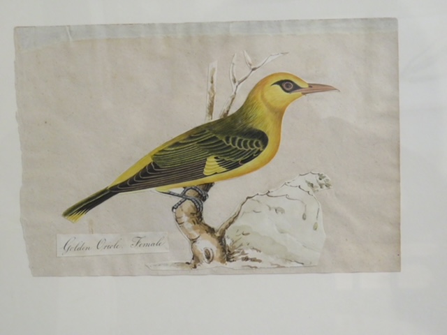 I still have over 100 framed paintings, hand painted copper engravings, botanicals, architectural, natural history in my storeroom - Image 17