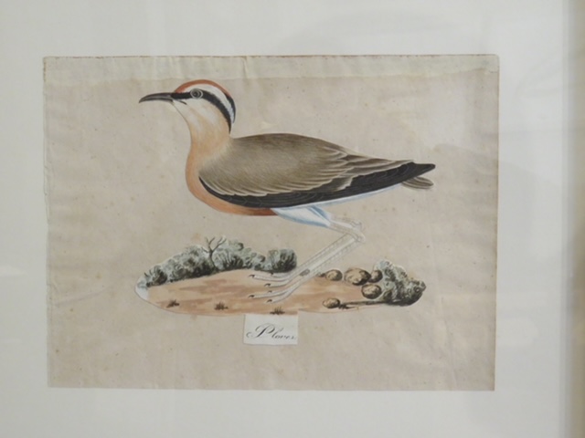 I still have over 100 framed paintings, hand painted copper engravings, botanicals, architectural, natural history in my storeroom - Image 11