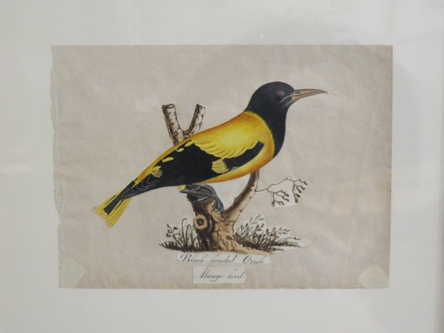 I still have over 100 framed paintings, hand painted copper engravings, botanicals, architectural, natural history in my storeroom - Image 18