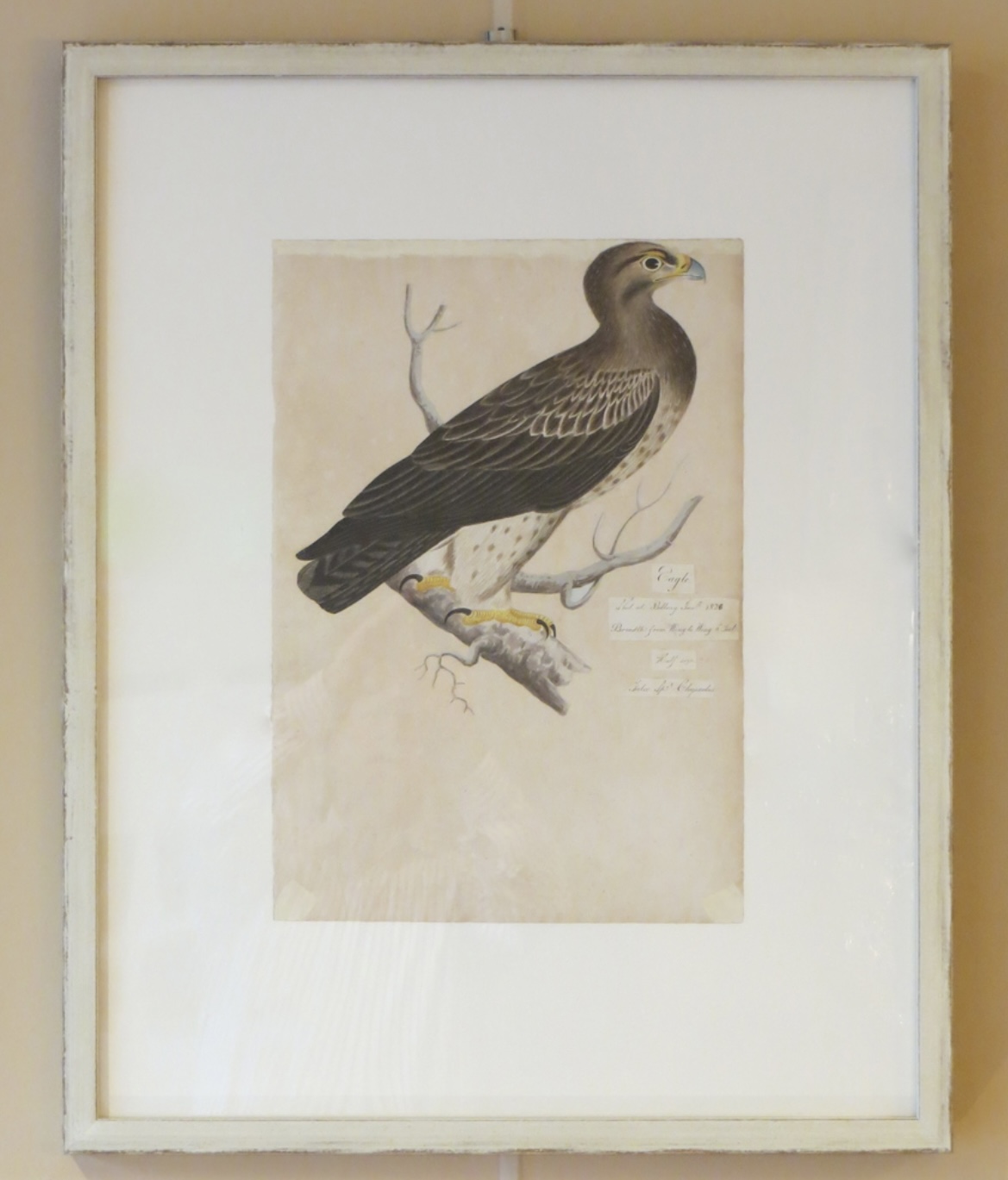 I still have over 100 framed paintings, hand painted copper engravings, botanicals, architectural, natural history in my storeroom - Image 2